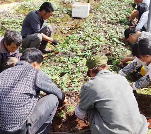 大理客戶到寶田農業(yè)滇重樓基地挖苗