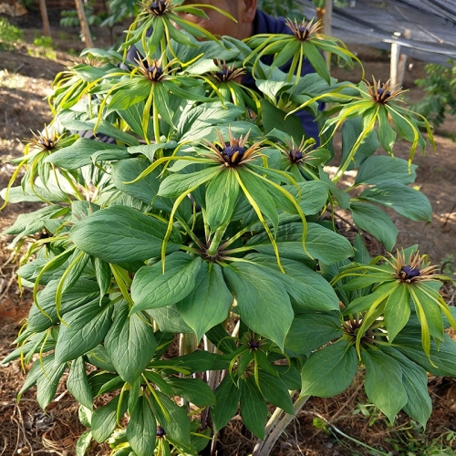 寶田6年的優(yōu)質滇重樓種苗