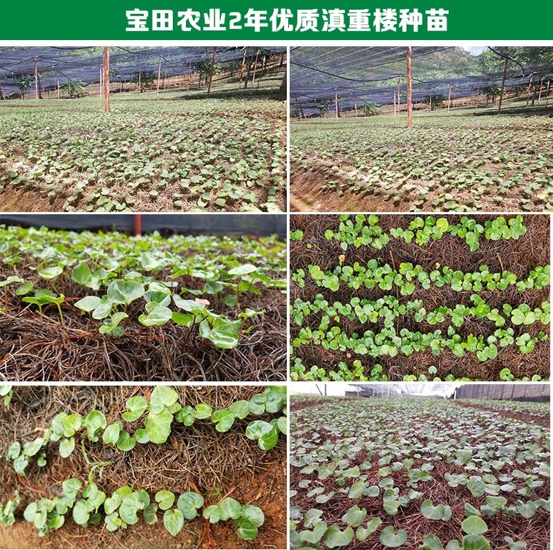 云南滇重樓育苗
